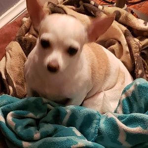 Meet your Posher, Ada